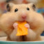 Bob the hamster