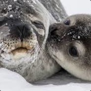papa seal