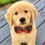 BowTiePup