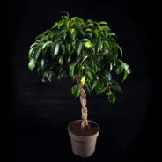 Ficus