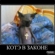 zharenii_kote