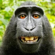 macaco_pelado12