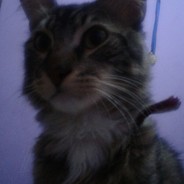 El Michi