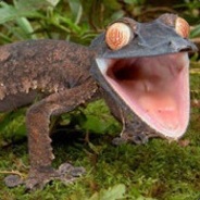 GeckoSupervisor