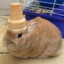 Cone on a Bunny