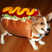 hot dog
