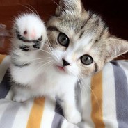 猫猫🐾🐾