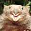 munted wombat