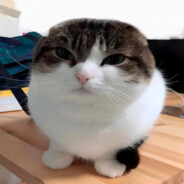 Mav