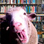 Sheep_Crazy