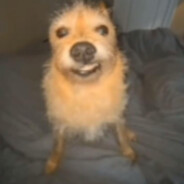 Willy