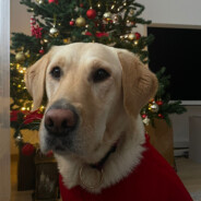 dog bless you
