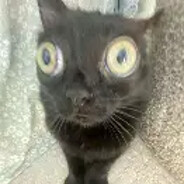doonut