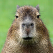 Capybara #HowlGG #Rustypot