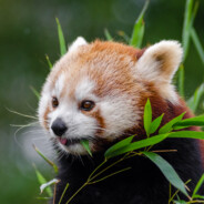 YungBoyardee's Avatar