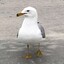 ☀️🐤Friendly Seagull (: