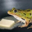 frog butter on toast