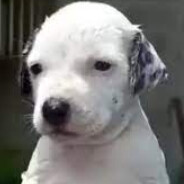 PERRITO TROSTE
