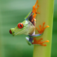 Frog Connoisseur