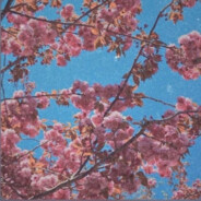 m1koaN banditcamp.com