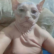 лысяя киска 🐱