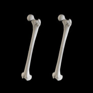 bones