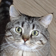 保四狂魔's Avatar