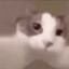 MEOW