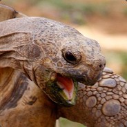 Ninja TorToise - steam id 76561198065406464