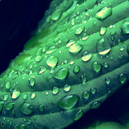 Leafyfille