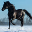 horse's avatar