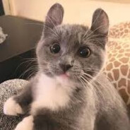 Meow
