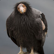 Long Condor