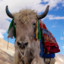 Yak