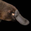 platypus