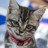 vanya_letu4ij_pro_oficial_2015