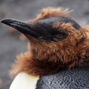 PnGWiN - steam id 76561197964356598