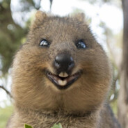 Quokka