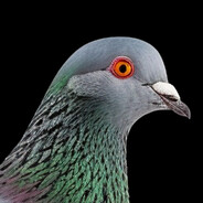 PigeonPlanMan