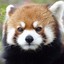 Lesser Panda