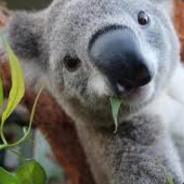 Häuptling Dichte Fichte's Avatar