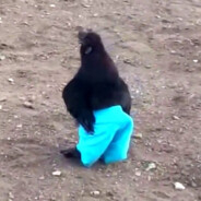 Galo de Kalça