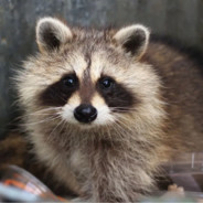Raccoon
