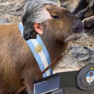 Carpincho Fernández