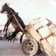 Γαϊδούρι [Donkey]