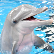 Flipper