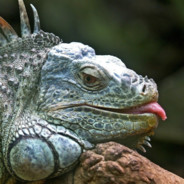 CAMALEÃO DO ZIMBAWE