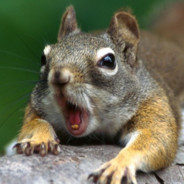 Solid Squirrel