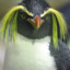 pinguinu&#039; pupincurist