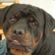  [ Steam Profile ] 
